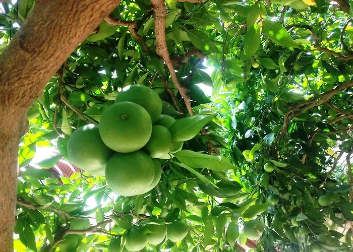 Hella トロギール